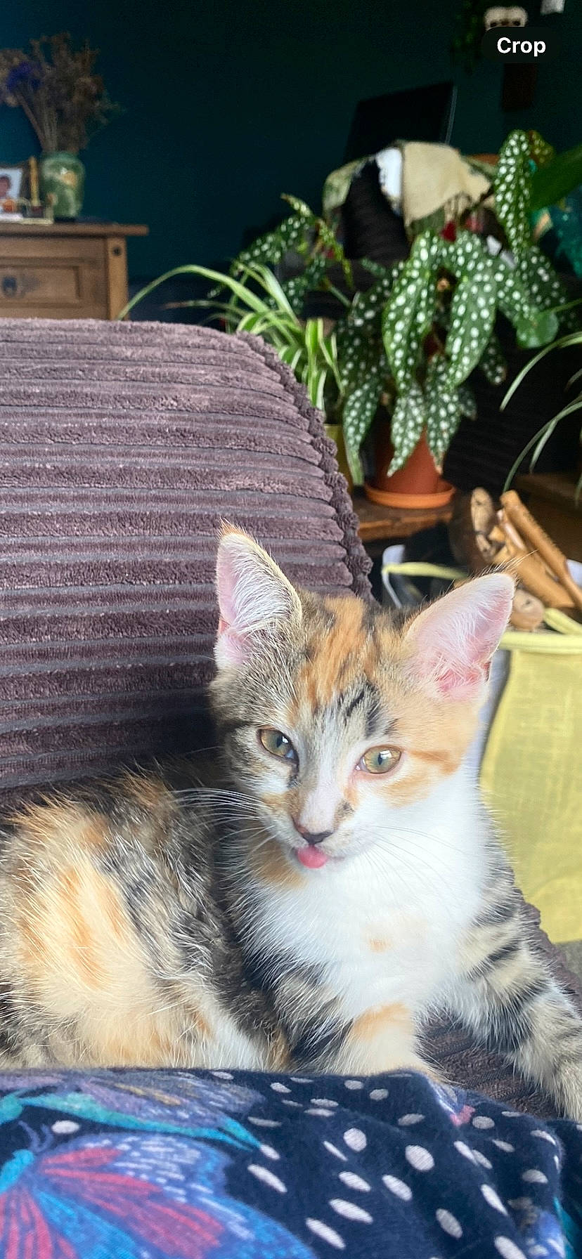 Ember is registered to the contest to win money with this photo: abyssinian, animal, architecture, cat, chair, couch, cushion, flower, furniture, homedecor, jar, kitten, manx, person, pet, plant, planter, pottedplant, pottery, vase