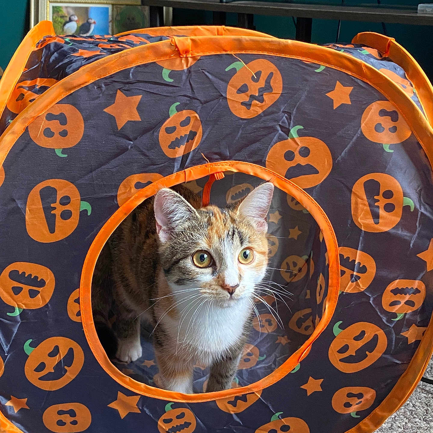Ember joined the competition — help win amazing prizes! animal, bird, canine, cat, dog, dogbed, kitten, number, person, pet, symbol, text