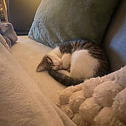 Willow joined the competition — help win amazing prizes! blanket, cat, couch, cozy, curled_up, feline, fur, homedecor, indoor, kitten, nap, pet, pillow, relaxing, resting, sleeping, soft, tabby, warm_light, white