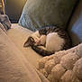blanket, cat, couch, cozy, curled_up, feline, fur, homedecor, indoor, kitten, nap, pet, pillow, relaxing, resting, sleeping, soft, tabby, warm_light, white