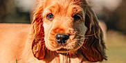 Hubble participe au concours pour gagner de l'argent avec cette photo : puppy, dog, grass, outdoor, animal, cute, pet, sunlight, nature, brown, fur, ears, closeup, young, mammal, adorable, portrait, grass_field, daytime, canine