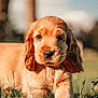 puppy, dog, grass, outdoor, animal, cute, pet, sunlight, nature, brown, fur, ears, closeup, young, mammal, adorable, portrait, grass_field, daytime, canine