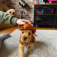 Hubble a rejoint le concours — aidez-le/la à gagner de superbes lots ! puppy, dog, cowboy_hat, carpet, hand, living_room, teddy_bear, brick_wall, television, cabinet, floor, toy, decor, furniture, wood_floor, pet, cute, indoor, playing, animal