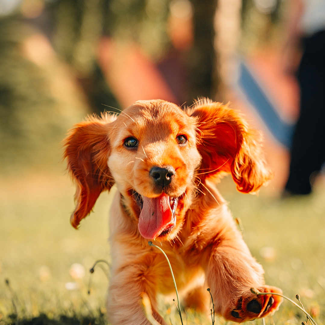 Hubble a rejoint le concours — aidez-le/la à gagner de superbes lots ! animal, blurred_background, closeup, cute, dog, ears_flapping, field, golden_retriever, grass, happy, nature, outdoor, pet, playful, puppy, running, summer, sunlight, tongue_out, young_dog