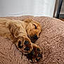 Hubble a rejoint le concours — aidez-le/la à gagner de superbes lots ! dog, puppy, sleeping, paw, fluffy_bed, golden_retriever, fur, indoor, pet, cute, relaxation, cozy, rest, animal, domestic, mammal, peaceful, snuggle, soft, companion