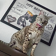 Mishka is registered to the contest to win money with this photo: cat, spotted_cat, indoor, furniture, collar, bow, framed_art, wall, curious, pet, domestic_animal, brown_furniture, decor, portrait, mammal, whiskers, ears, eyes, sitting, looking