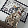cat, spotted_cat, indoor, furniture, collar, bow, framed_art, wall, curious, pet, domestic_animal, brown_furniture, decor, portrait, mammal, whiskers, ears, eyes, sitting, looking