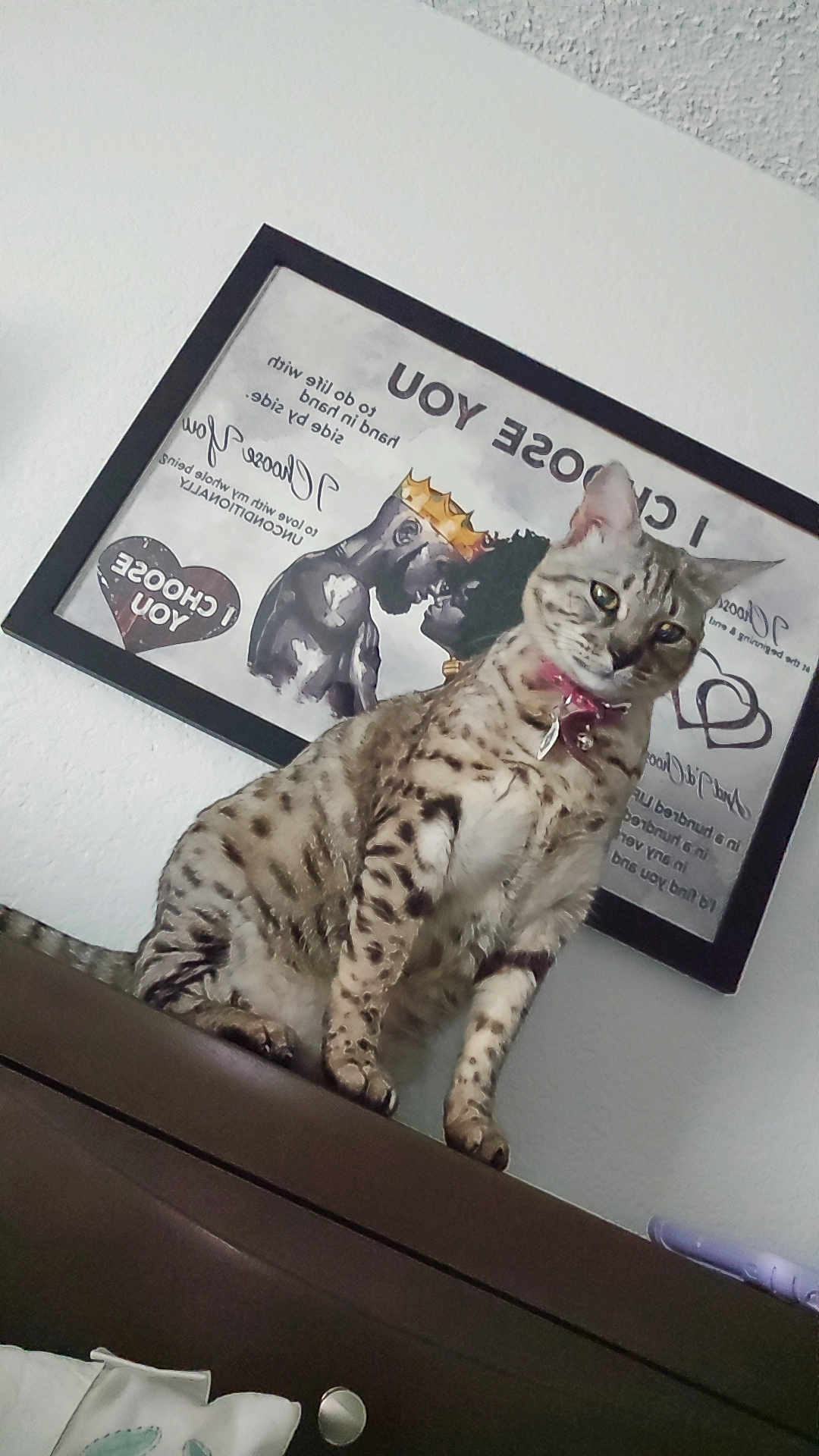 Mishka is registered to the contest to win money with this photo: cat, spotted_cat, indoor, furniture, collar, bow, framed_art, wall, curious, pet, domestic_animal, brown_furniture, decor, portrait, mammal, whiskers, ears, eyes, sitting, looking