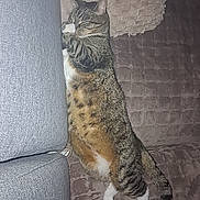 Bouchon a rejoint le concours — aidez-le/la à gagner de superbes lots ! cat, tabby_cat, pet, animal, sleeping, relaxed, sofa, couch, cushion, indoor, home, furniture, striped_fur, white_paws, white_belly, lounging, portrait, vertical_photo, cozy, funny_pose