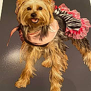 Zoey joined the competition — help win amazing prizes! affenpinscher, animal, canine, clothing, costume, dog, face, flower, hat, head, indoors, interiordesign, person, pet, photography, plant, portrait, puppy, terrier, toy