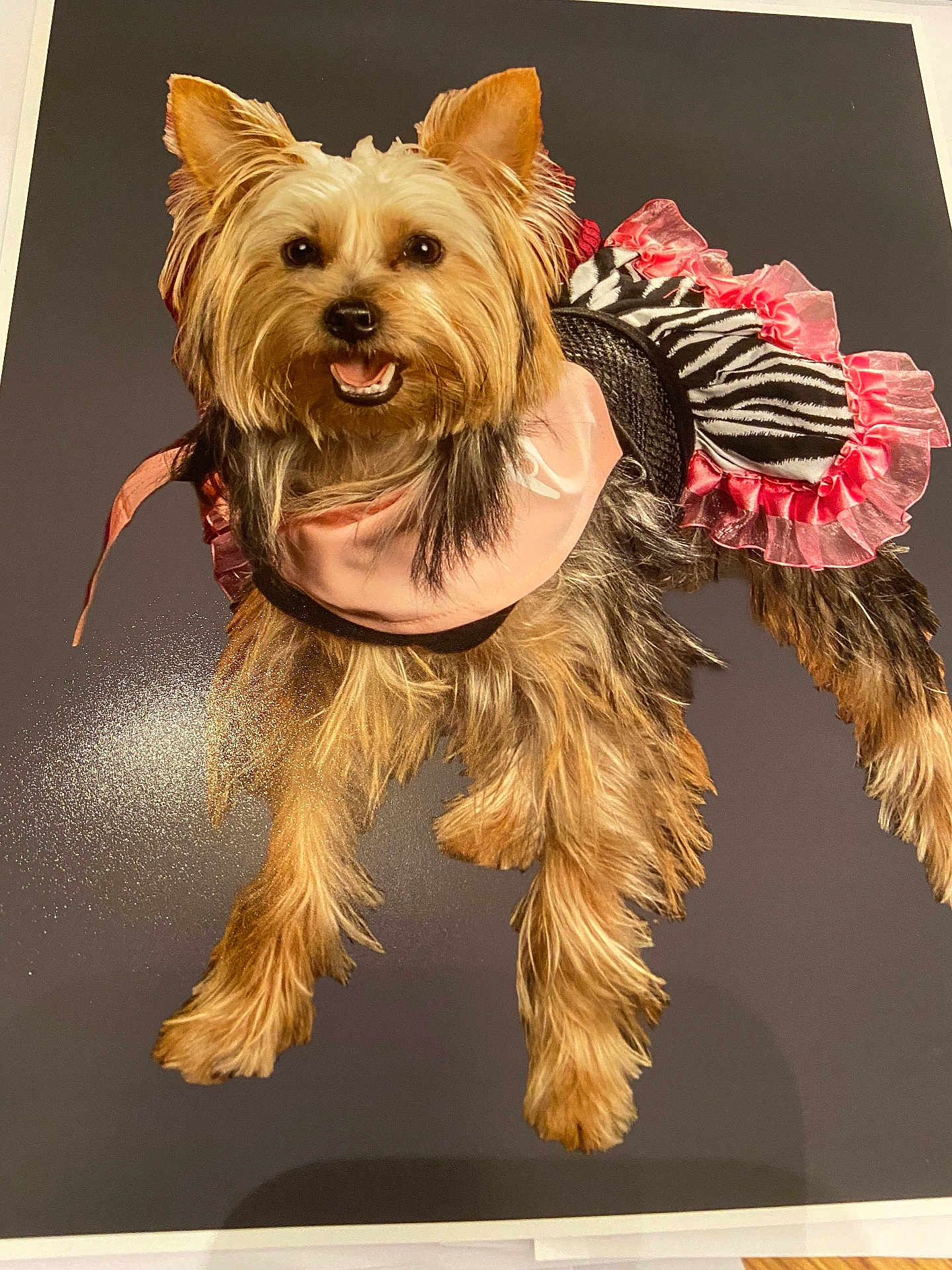 Zoey joined the competition — help win amazing prizes! affenpinscher, animal, canine, clothing, costume, dog, face, flower, hat, head, indoors, interiordesign, person, pet, photography, plant, portrait, puppy, terrier, toy
