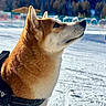 animal, brown_fur, dog, forest, harness, leash, lock_screen, mountains, outdoor, portrait, profile, shiba_inu, ski_resort, smartphone_screenshot, snow, snowy_ground, standing, sunlight, white_fur, winter