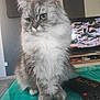 Yuna participe au concours pour gagner de l'argent avec cette photo : cat, fluffy, gray, white, green_eyes, table, remote_control, papers, television, indoor, pet, feline, sitting, closeup, domestic, household, fur, whiskers, ears, cute