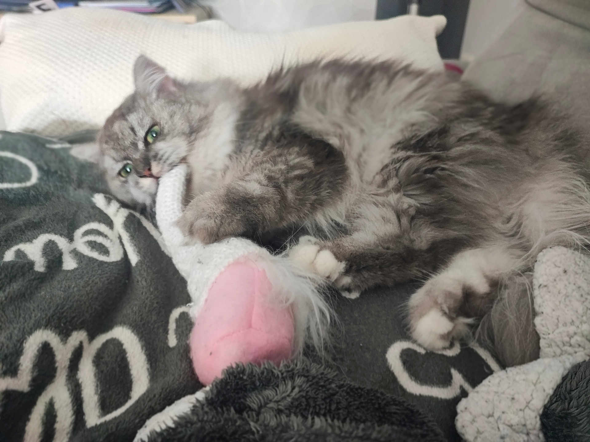 Yuna a rejoint le concours — aidez-le/la à gagner de superbes lots ! cat, gray_cat, fluffy, green_eyes, toy, knitted_toy, pink, blanket, cozy, indoor, pet, playful, lying_down, paw, fur, relaxed, closeup, animal, cute, soft
