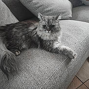 Yuna a rejoint le concours — aidez-le/la à gagner de superbes lots ! cat, gray_cat, fluffy, couch, sofa, indoor, pet, feline, relaxed, resting, fur, long_hair, home, cozy, cushion, animal, domestic, looking_at_camera, paw, tail
