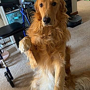 Comet joined the competition — help win amazing prizes! dog, golden_retriever, paw, indoor, carpet, walker, shelf, furniture, person, leg, checkered_pants, pet, animal, household, living_room, portrait, attention, cute, companion, domestic