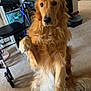 dog, golden_retriever, paw, indoor, carpet, walker, shelf, furniture, person, leg, checkered_pants, pet, animal, household, living_room, portrait, attention, cute, companion, domestic