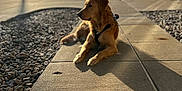 Comet is registered to the contest to win money with this photo: golden_retriever, dog, sidewalk, sunlight, outdoor, car, building, shadow, leash, pet, relaxed, afternoon, nature, sky, clouds, rocks, pavement, daytime, quiet, calm