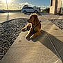 golden_retriever, dog, sidewalk, sunlight, outdoor, car, building, shadow, leash, pet, relaxed, afternoon, nature, sky, clouds, rocks, pavement, daytime, quiet, calm