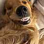 Comet is registered to the contest to win money with this photo: dog, golden_retriever, smiling, teeth, lying_down, fur, pet, canine, closeup, cute, animal, paw, indoors, blanket, cozy, playful, portrait, happy, muzzle, sleepy