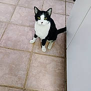 Oreo joined the competition — help win amazing prizes! cat, black_and_white, animal, pet, floor, tile, kitchen, bowl, furniture, curious, indoor, looking_up, whiskers, ears, tail, paws, yellow_eyes, domestic_cat, sitting, young_cat