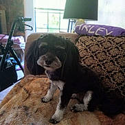 Lola joined the competition — help win amazing prizes! dog, pet, indoor, couch, blanket, lamp, walker, furniture, small_dog, black_and_white, fur, animal, sitting, cozy, home, living_room, patterned, cute, companion, domestic