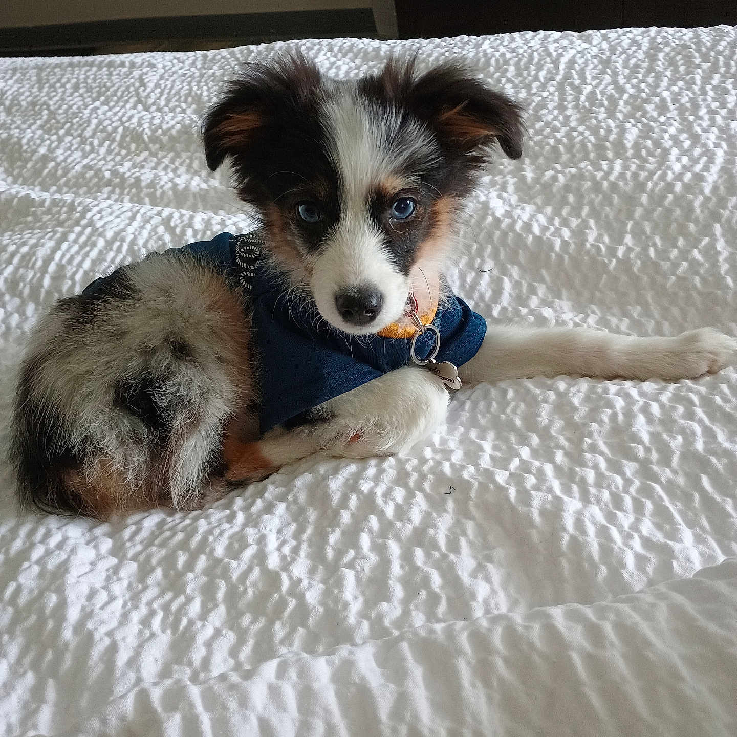 Bandit joined the competition — help win amazing prizes! accessories, animal, bed, bedroom, blanket, canine, cockerspaniel, collie, couch, dog, furniture, hound, husky, indoors, papillon, pet, puppy, room, strap, terrier