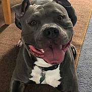 Bookem is registered to the contest to win money with this photo: dog, pitbull, smiling, tongue_out, indoor, carpet, furniture, collar, pet, happy, animal, canine, cute, domestic, playful, brown_carpet, blue_carpet, tag, ears, front_legs