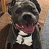 dog, pitbull, smiling, tongue_out, indoor, carpet, furniture, collar, pet, happy, animal, canine, cute, domestic, playful, brown_carpet, blue_carpet, tag, ears, front_legs