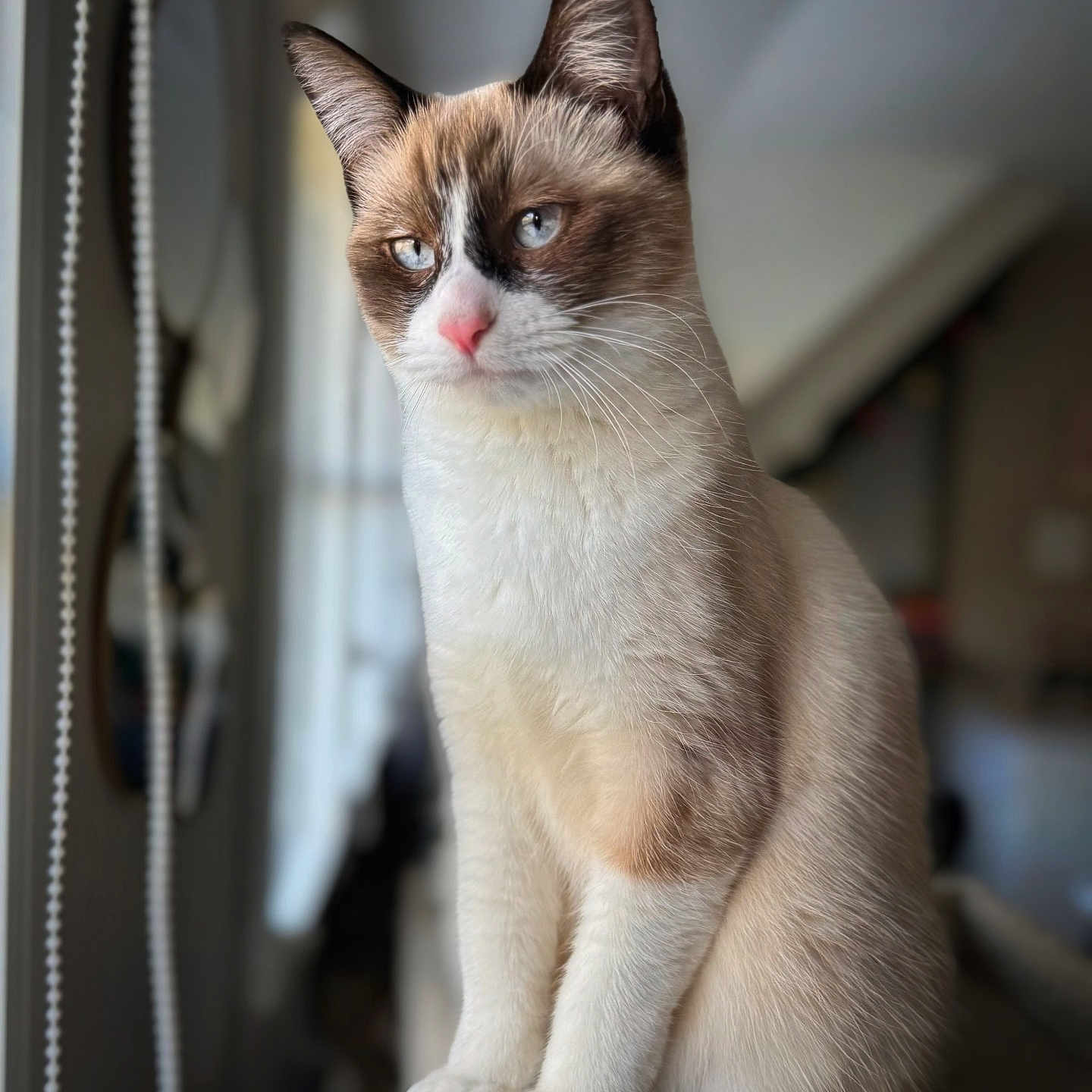 Willow participe au concours pour gagner de l'argent avec cette photo : abyssinian, accessories, angora, animal, cat, indoors, kitten, leash, manx, pet, siamese, strap