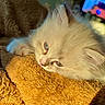 Blue a rejoint le concours — aidez-le/la à gagner de superbes lots ! kitten, cat, fluffy, white, sleepy, closeup, pet, animal, feline, soft, texture, blanket, orange, sunlight, indoor, cozy, resting, cute, young, portrait
