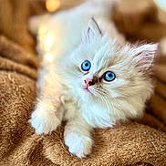Blue a rejoint le concours — aidez-le/la à gagner de superbes lots ! kitten, cat, blue_eyes, fluffy, white_fur, pet, animal, cute, soft, blanket, brown, young, domestic_cat, feline, resting, indoor, closeup, portrait, fur, whiskers