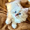animal, blanket, blue_eyes, brown, cat, closeup, cute, domestic_cat, feline, fluffy, fur, indoor, kitten, pet, portrait, resting, soft, whiskers, white_fur, young