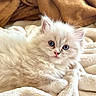 Blue participe au concours pour gagner de l'argent avec cette photo : kitten, cat, fluffy, white, blue_eyes, pet, animal, soft, blanket, cozy, cute, fur, indoors, resting, young, small, domestic_animal, curious, sleepy, comfort