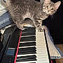 cat, kitten, gray_tabby, piano, keyboard, keys, pet, animal, curious, indoor, cozy, pillows, furniture, household, closeup, cute, small, whiskers, playful, music