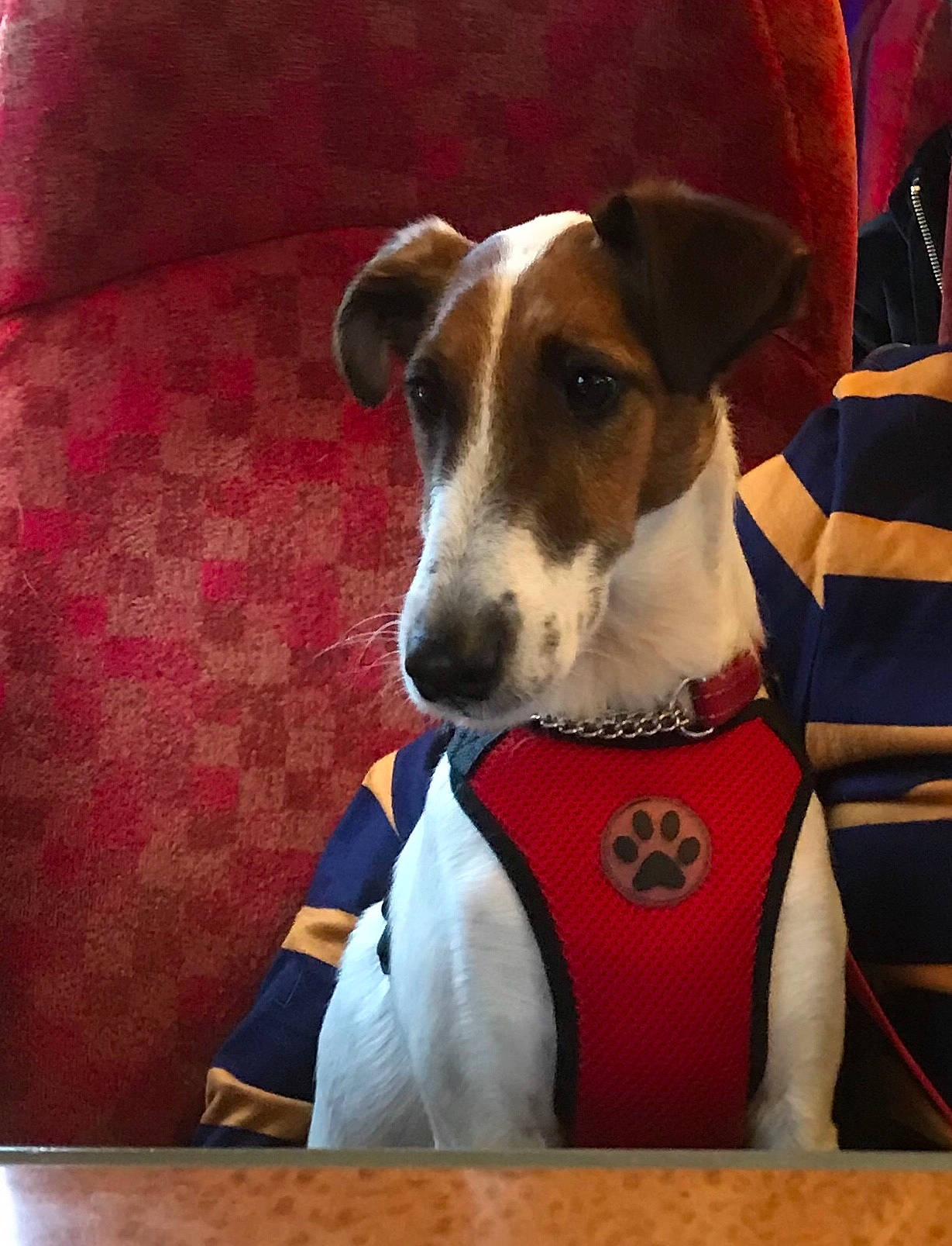 Tibeau is registered to the contest to win money with this photo: brazilian_terrier, canidae, carnivore, companion_dog, danish_swedish_farmdog, dog, dog_breed, fawn, feist, fox_terrier, jack_russell_terrier, mammal, rat_terrier, russell_terrier, smooth_fox_terrier, snout, vertebrate