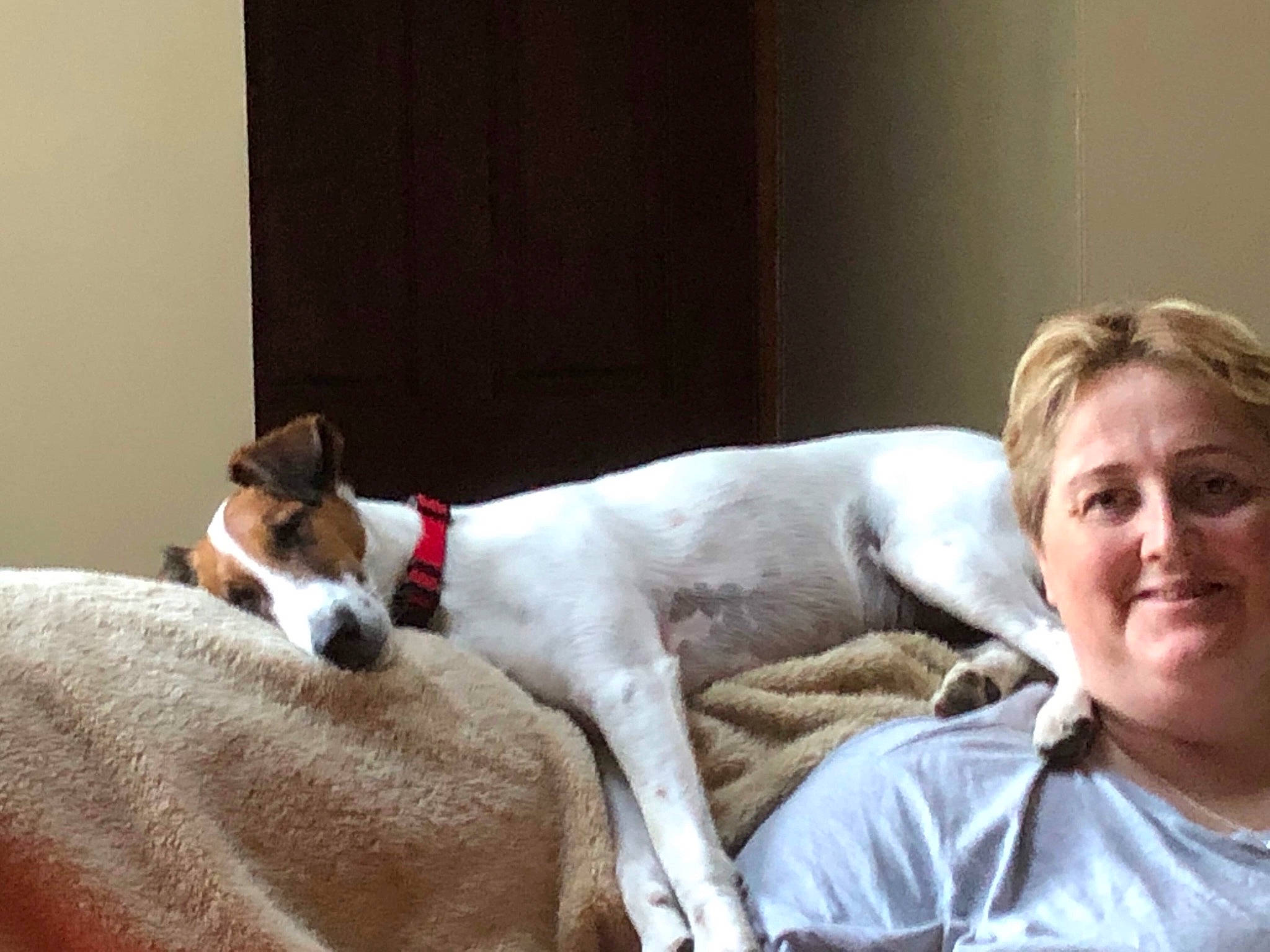 Tibeau is registered to the contest to win money with this photo: basenji, canidae, carnivore, companion_dog, danish_swedish_farmdog, dog, dog_breed, feist, fox_terrier, mammal, rat_terrier, ratonero_bodeguero_andaluz, russell_terrier, smooth_fox_terrier, teddy_roosevelt_terrier, tenterfield_terrier, vertebrate