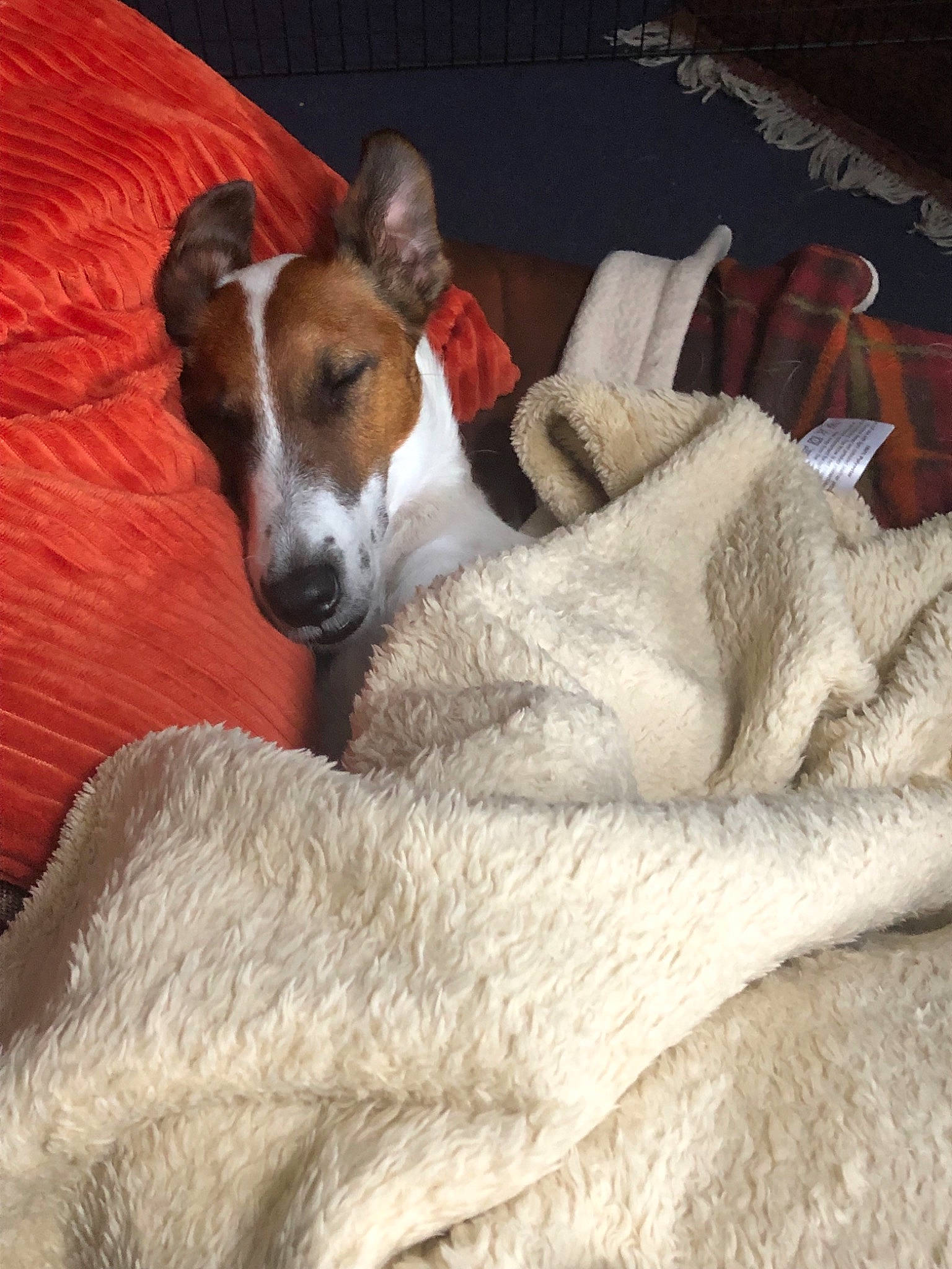 Tibeau is registered to the contest to win money with this photo: basenji, canidae, carnivore, danish_swedish_farmdog, dog, dog_breed, fawn, feist, fox_terrier, irishjacks, magyar_agar, mammal, russell_terrier, smooth_fox_terrier, teddy_roosevelt_terrier, tenterfield_terrier, treeing_feist, vertebrate