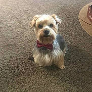 Bronson joined the competition — help win amazing prizes! dog, small_dog, bow_tie, pet, indoor, carpet, cute, animal, portrait, sitting, looking_at_camera, fur, adorable, domestic, companion, mammal, face, ears, tail, floor