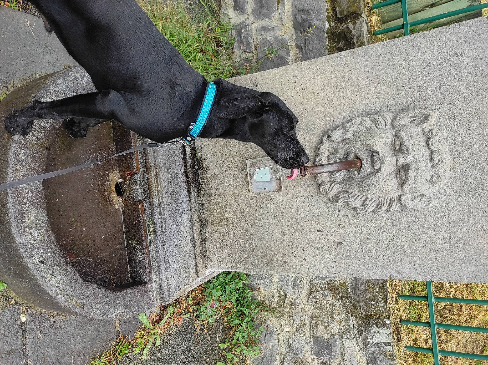 Scooby-doo participe au concours pour gagner de l'argent avec cette photo : asphalt, carnivore, collar, concrete, dog, dog_breed, dog_collar, dog_supply, fawn, leash, liver, mammal, pet_supply, plant, road_surface, sidewalk, snout, tail, vertebrate, working_animal