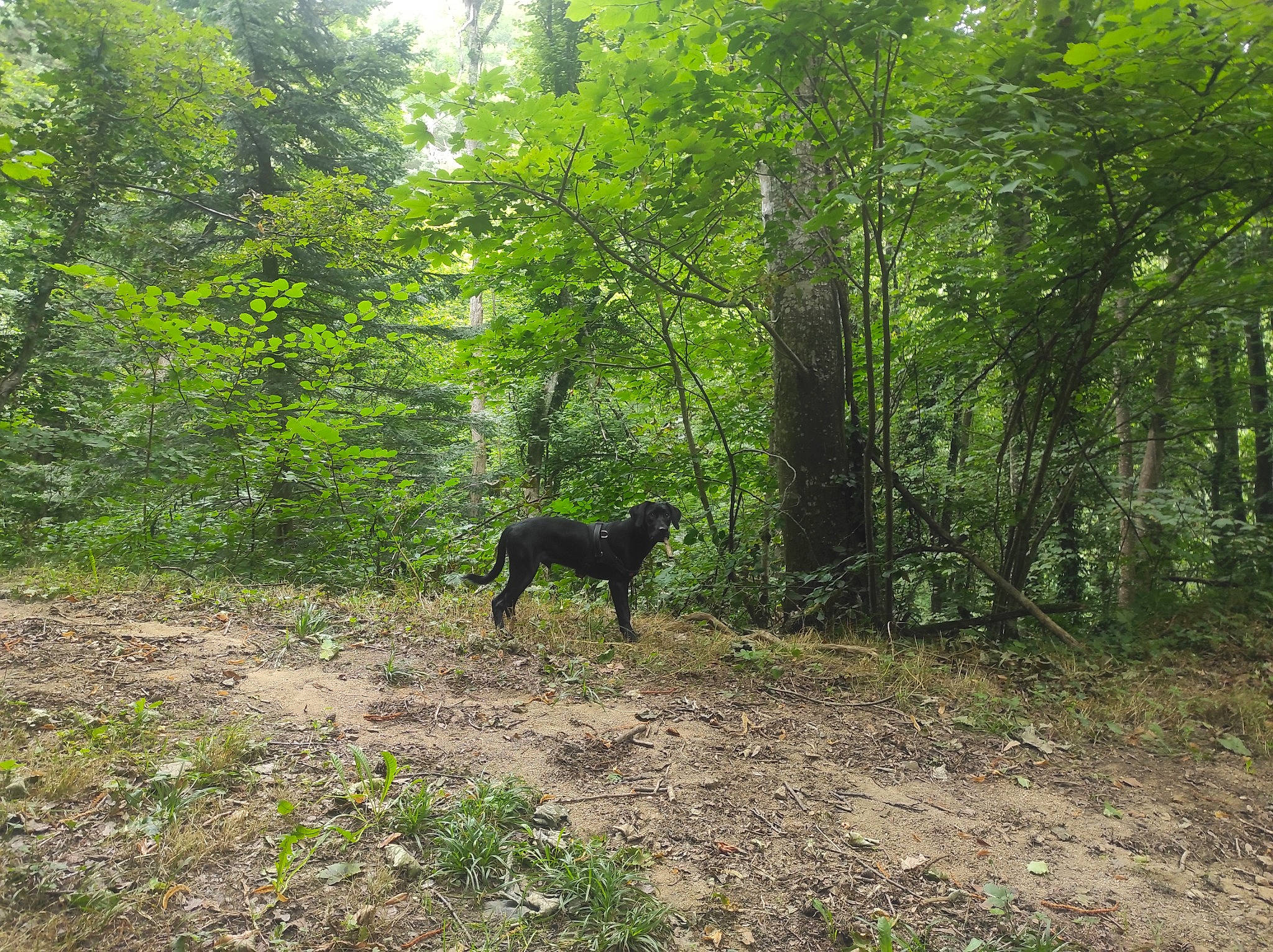 Scooby-doo a rejoint le concours — aidez-le/la à gagner de superbes lots ! canidae, carnivore, deciduous, dog, dog_breed, forest, grass, groundcover, natural_landscape, path, plant, shrub, soil, sporting_group, tail, temperate_broadleaf_and_mixed_forest, terrestrial_animal, terrestrial_plant, tree, woodland