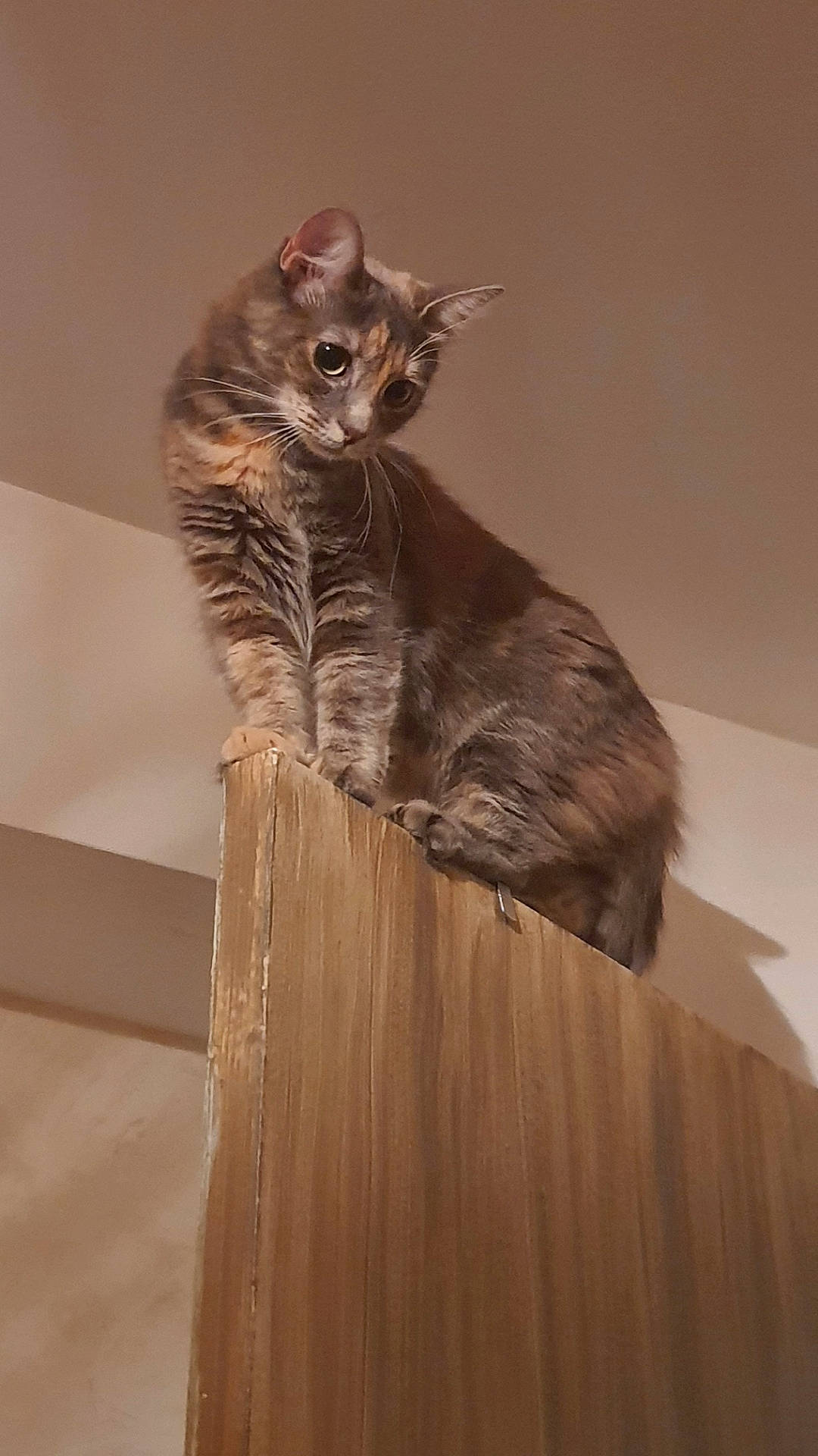 Grisette participe au concours pour gagner de l'argent avec cette photo : carnivore, cat, domestic_short_haired_cat, fawn, felidae, flooring, fur, grey, hardwood, paw, room, sitting, small_to_medium_sized_cats, snout, tail, terrestrial_animal, whiskers, wood, wood_stain