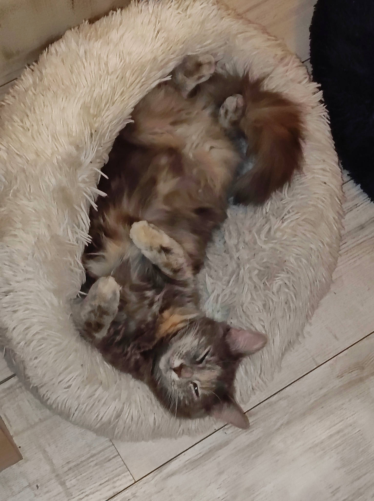 Grisette participe au concours pour gagner de l'argent avec cette photo : british_longhair, canidae, carnivore, cat, claw, comfort, companion_dog, dog_breed, fawn, felidae, flooring, fur, hardwood, liver, paw, small_to_medium_sized_cats, snout, tail, whiskers, wood