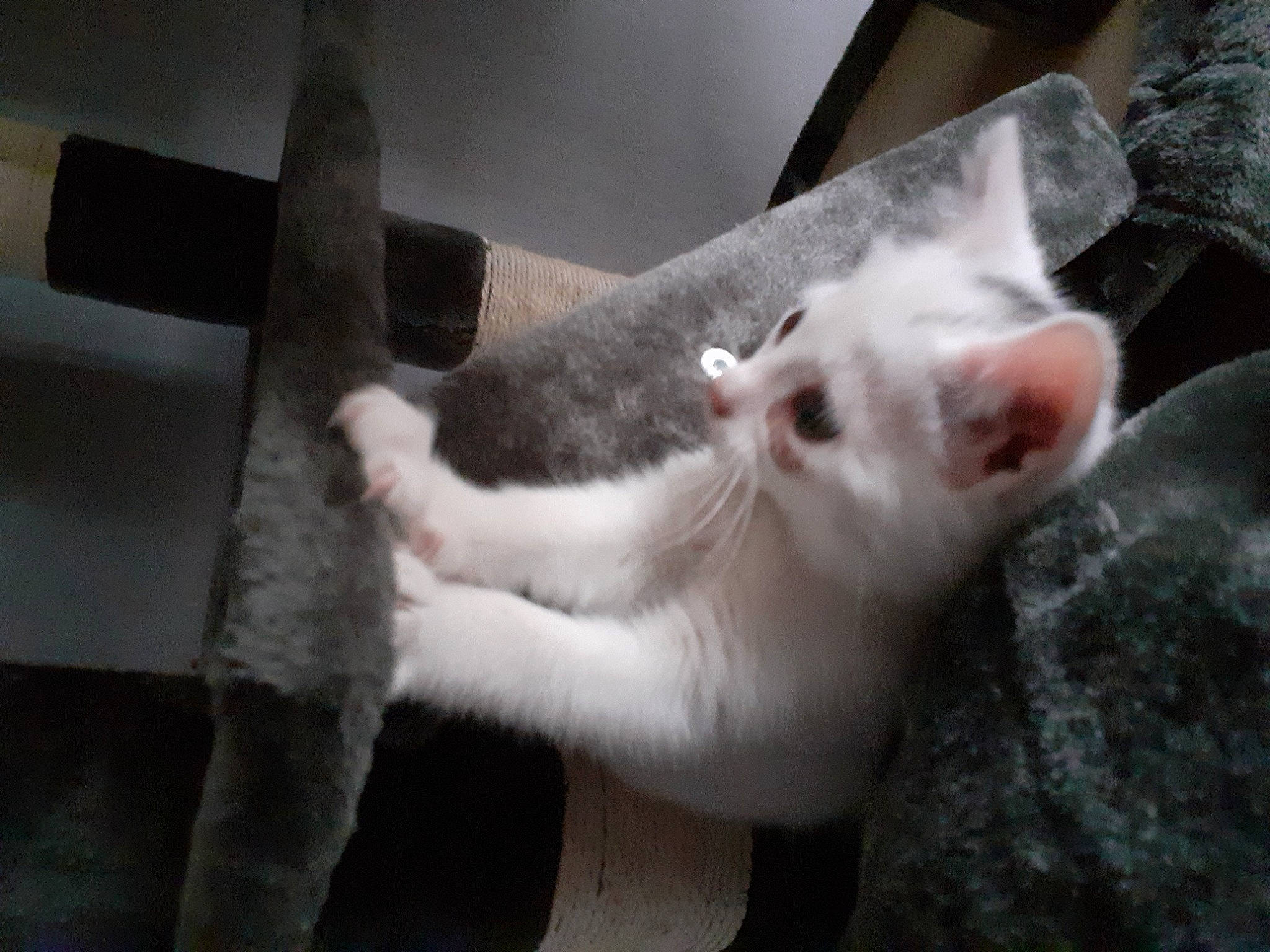 Flocon participe au concours pour gagner de l'argent avec cette photo : canidae, carnivore, cat, claw, collar, dog_breed, domestic_short_haired_cat, felidae, fur, non_sporting_group, paw, small_to_medium_sized_cats, snout, sporting_group, tail, whiskers, working_animal