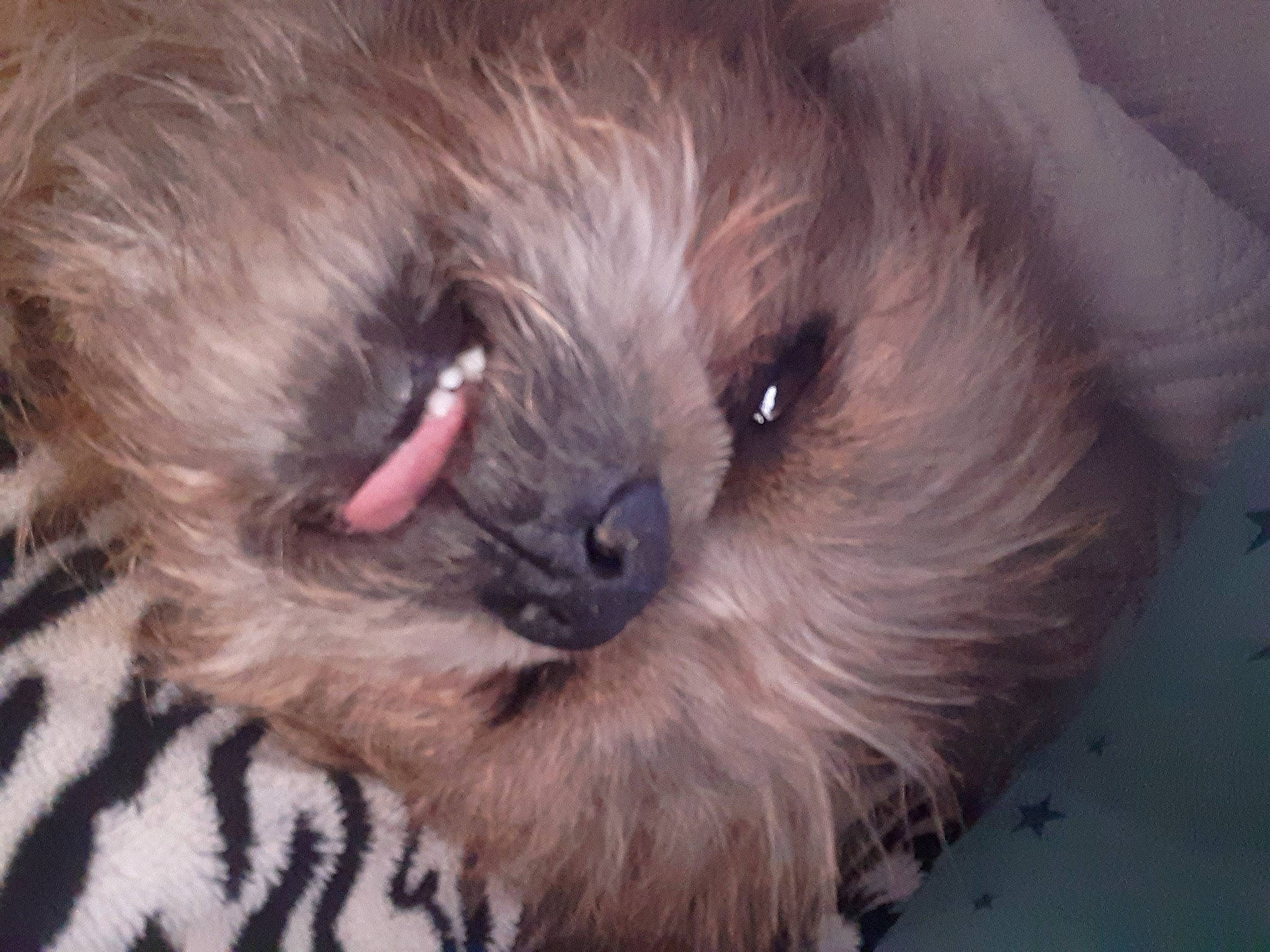 Tibou a rejoint le concours — aidez-le/la à gagner de superbes lots ! canidae, carnivore, companion_dog, dog, dog_breed, fawn, fur, liver, maltepoo, non_sporting_group, paw, puppy, snout, sporting_group, terrestrial_animal, toy_dog, whiskers, working_animal