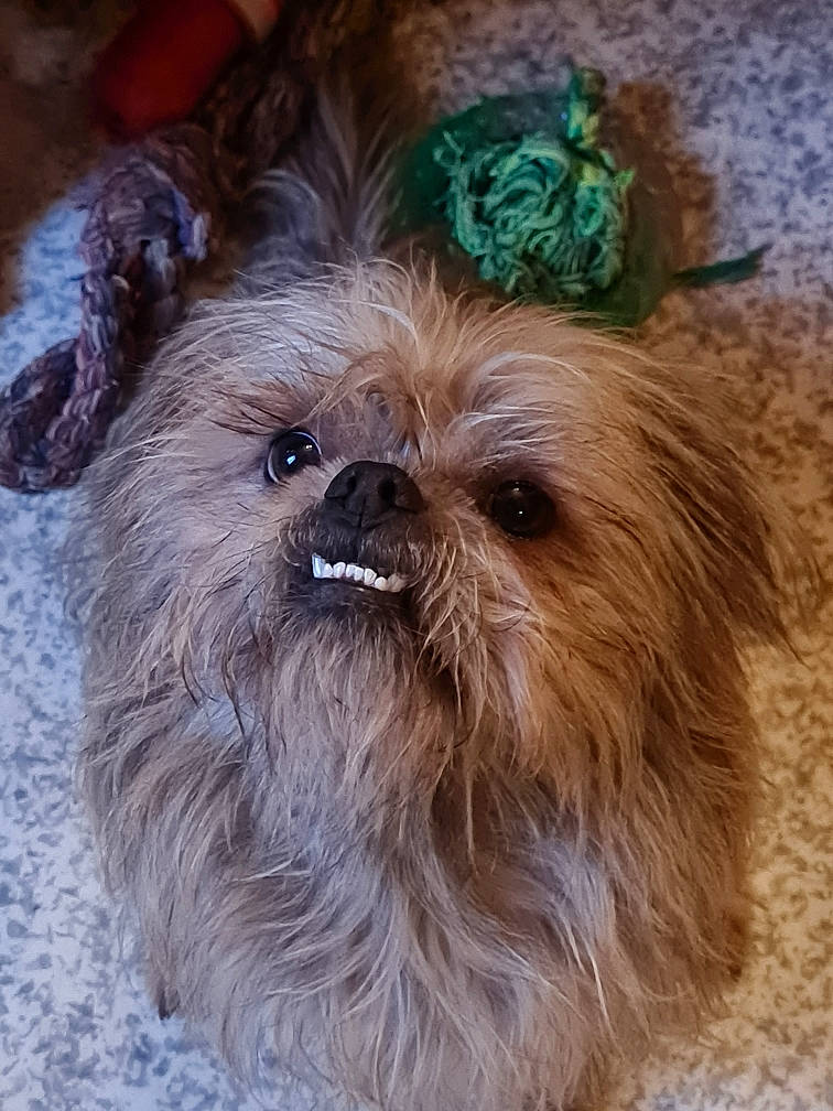 Tibou a rejoint le concours — aidez-le/la à gagner de superbes lots ! biewer_terrier, canidae, carnivore, companion_dog, dog, dog_breed, dog_supply, fawn, fur, liver, maltepoo, pet_supply, small_terrier, snout, sporting_group, terrestrial_animal, toy_dog, whiskers, working_animal, yorkipoo