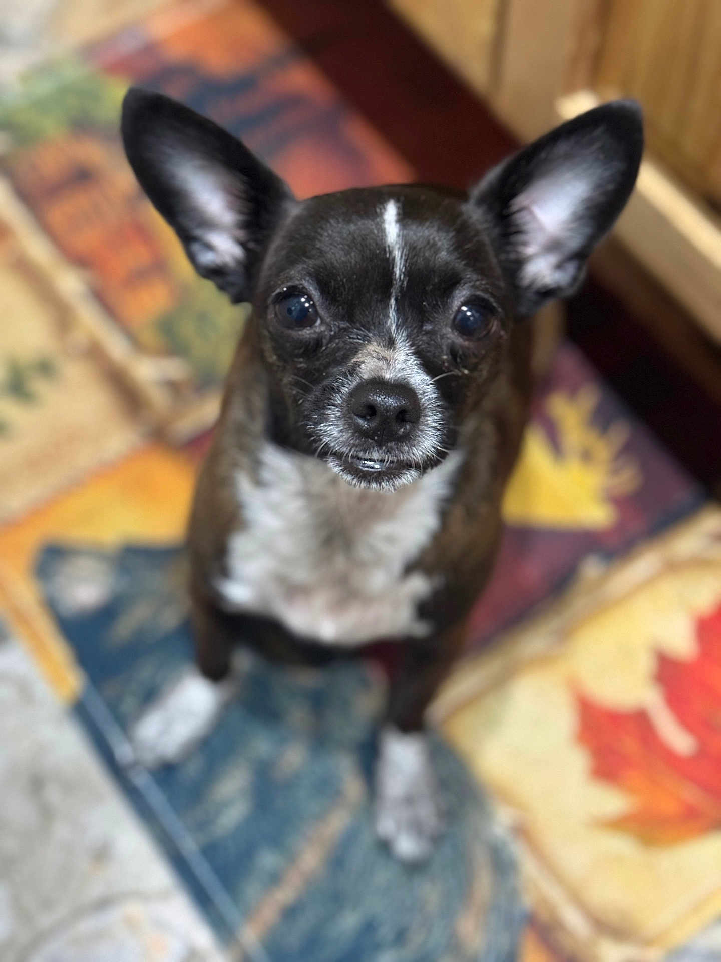 Oona joined the competition — help win amazing prizes! animal, autumn_leaf, black_and_white, canine, close_up, colorful, companion, cute, dog, domestic_animal, ears, fur, indoor, looking_up, patterned_rug, pet, portrait, rug, sitting, small_dog