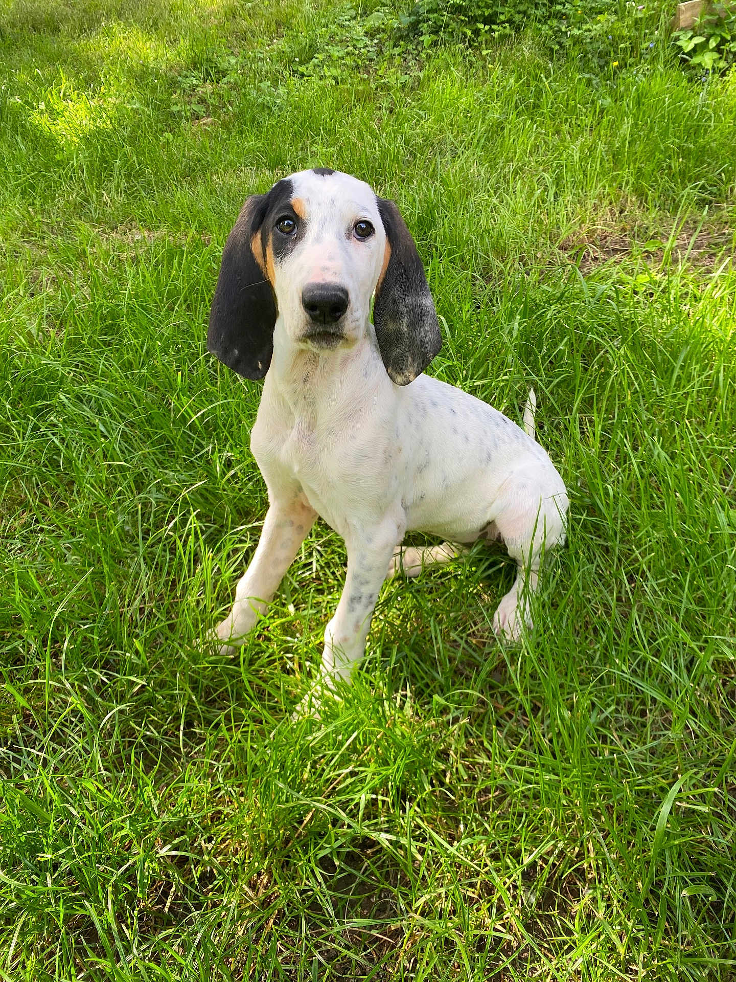 Abby a rejoint le concours — aidez-le/la à gagner de superbes lots ! dog, puppy, grass, outdoor, animal, pet, nature, field, white_coat, black_ears, tan_markings, sitting, attentive, young_dog, canine, floppy_ears, greenery, natural_light, cute, portrait