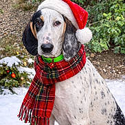 Abby a rejoint le concours — aidez-le/la à gagner de superbes lots ! dog, animal, santa_hat, scarf, red, white, black_spots, snow, outdoor, winter, festive, holiday, christmas, greenery, nature, pet, canine, collar, bell, portrait
