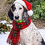 dog, animal, santa_hat, scarf, red, white, black_spots, snow, outdoor, winter, festive, holiday, christmas, greenery, nature, pet, canine, collar, bell, portrait
